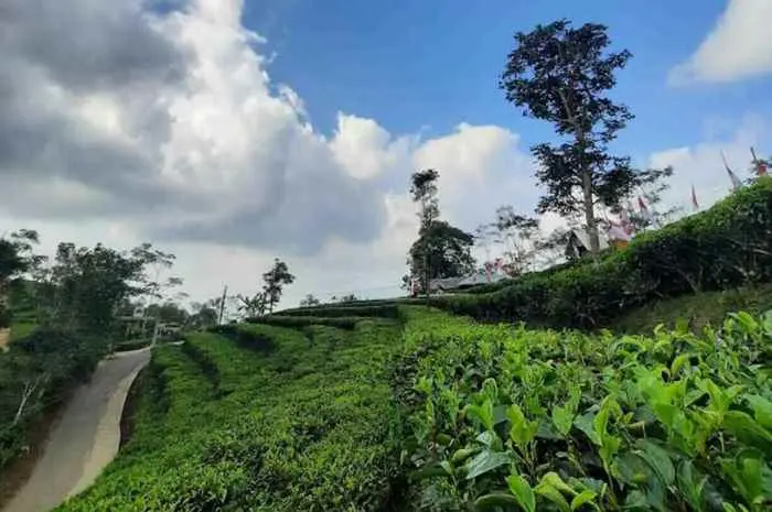 Nglinggo Tea Plantation, Exploring the Natural Beauty of Agrotourism in Yogyakarta